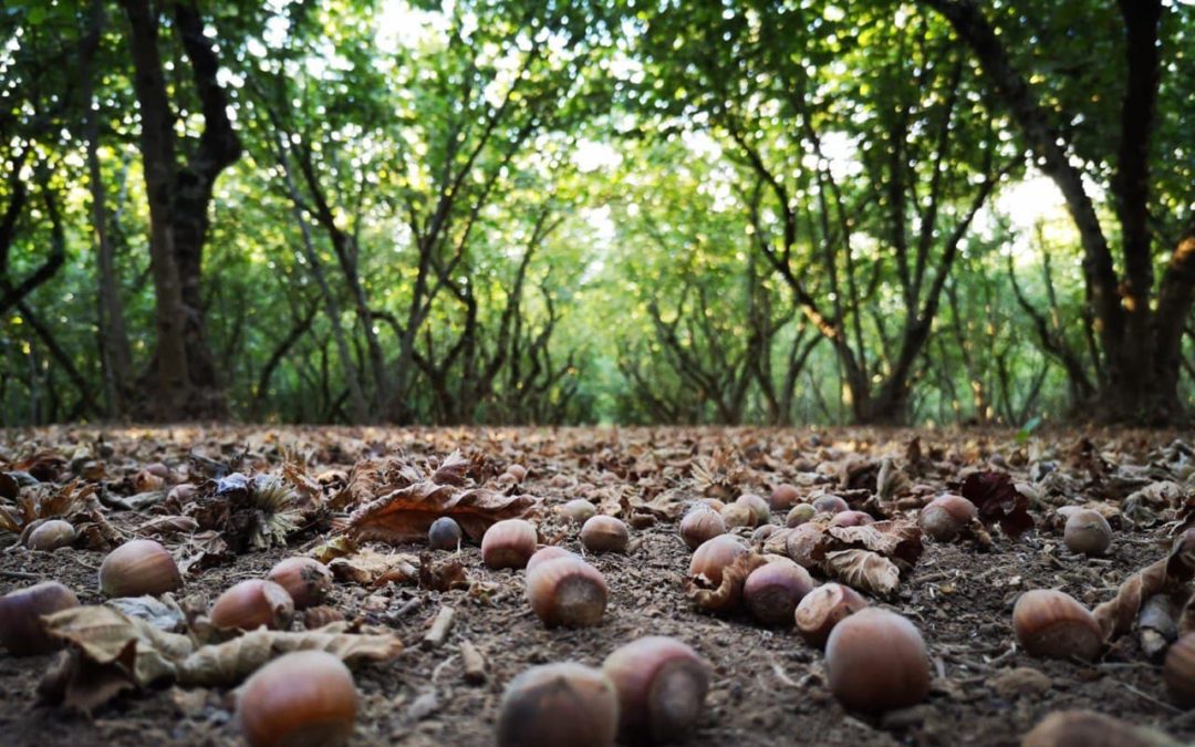 Articolo sulla corilicoltura della Tuscia, prosegue il procedimento giudiziario
